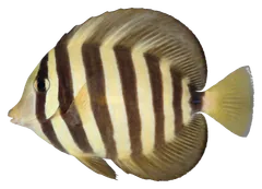Pesce chirurgo velifero, fotografata su sfondo trasparente