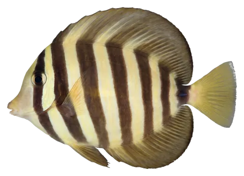 Sailfin tang, photographed on a transparent background
