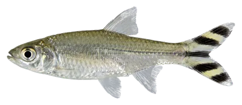 Scissortail rasbora, photographed on a transparent background