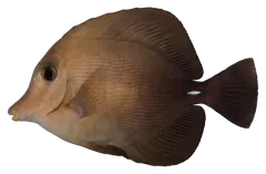 Pesce chirurgo bruno, fotografata su sfondo trasparente