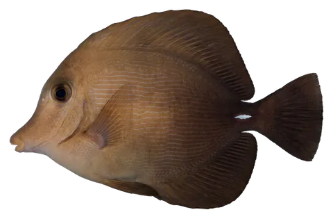 Scopas tang, photographed on a transparent background