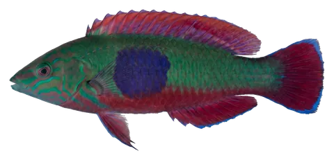 Scott's fairy wrasse, photographed on a transparent background