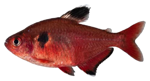 Serpae tetra, photographed on a transparent background