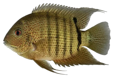 Severum, photographed on a transparent background