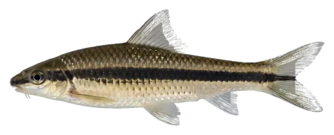 Siamese algae eater, photographed on a transparent background