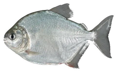 Silver dollar, photographed on a transparent background