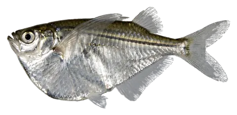 Silver hatchetfish, photographed on a transparent background