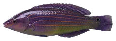 Sixline wrasse, photographed on a transparent background
