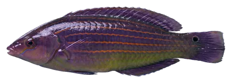 Sixline wrasse, photographed on a transparent background