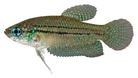 Sparkling gourami, photographed on a transparent background