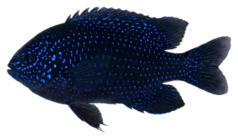 Springer's damselfish, photographed on a transparent background