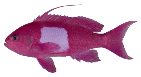 Squarespot anthias, photographed on a transparent background