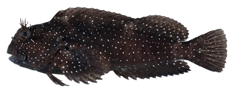 Starry blenny, photographed on a transparent background
