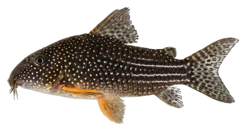 Sterbai corydoras, photographed on a transparent background