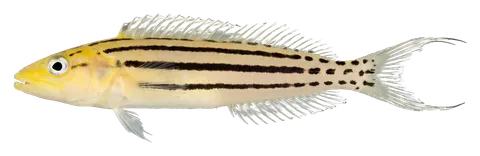 Striped fang blenny, photographed on a transparent background