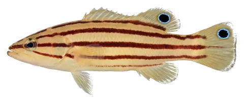 Swissguard basslet, photographed on a transparent background