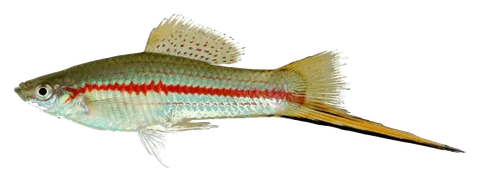 Swordtail, photographed on a transparent background