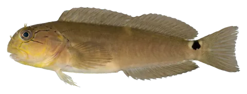 Tailspot blenny, photographed on a transparent background