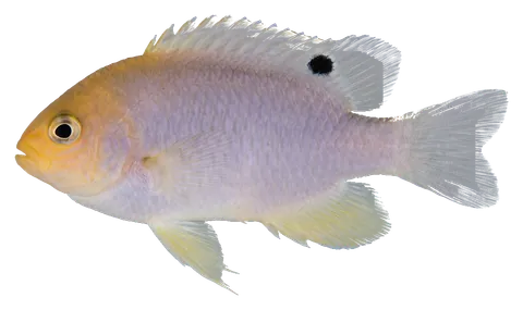 Talbot's damselfish, photographed on a transparent background
