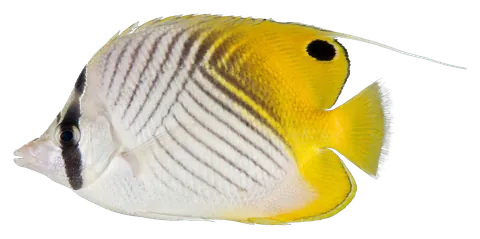 Threadfin butterflyfish, photographed on a transparent background