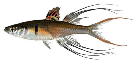 Threadfin rainbowfish, photographed on a transparent background