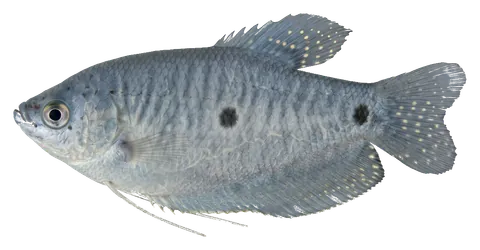 Three spot gourami, photographed on a transparent background