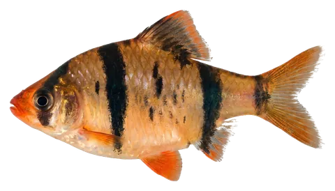 Tiger barb, photographed on a transparent background