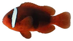Pesce pagliaccio pomodoro, fotografata su sfondo trasparente