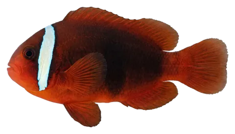 Tomato clownfish, photographed on a transparent background