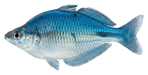 Turquoise rainbowfish, photographed on a transparent background