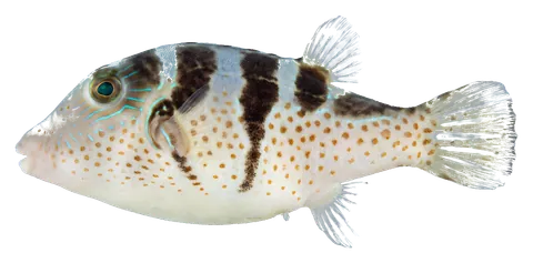 Valentini puffer, photographed on a transparent background