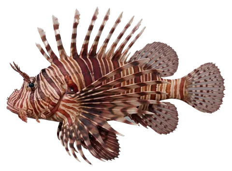 Volitans lionfish, photographed on a transparent background
