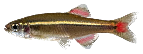 White cloud mountain minnow, photographed on a transparent background