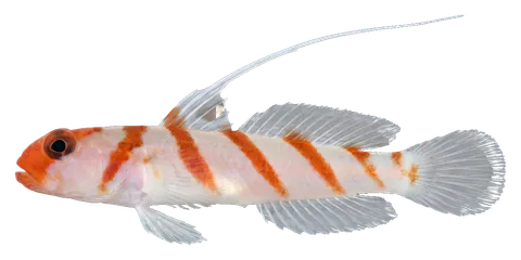 Yasha goby, photographed on a transparent background