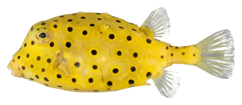 Yellow boxfish, photographed on a transparent background