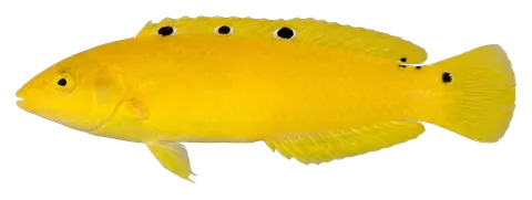Yellow coris wrasse, photographed on a transparent background