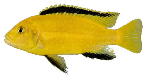 Yellow lab cichlid, photographed on a transparent background