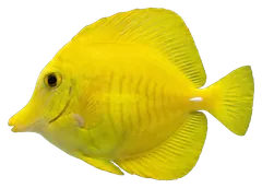 Yellow tang, photographed on a transparent background