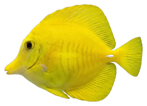 Yellow tang, photographed on a transparent background