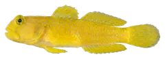 Yellow watchman goby, photographed on a transparent background