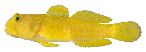 Yellow watchman goby, photographed on a transparent background