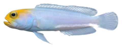 Yellowhead jawfish, photographed on a transparent background