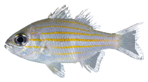 Yellowstriped cardinalfish, photographed on a transparent background