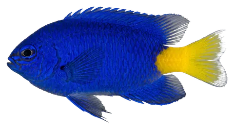 Yellowtail damselfish, photographed on a transparent background