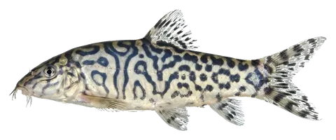 Yoyo loach, photographed on a transparent background