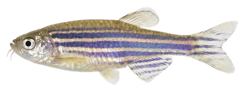 Zebra danio, photographed on a transparent background