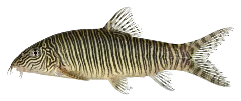 Zebra loach, photographed on a transparent background