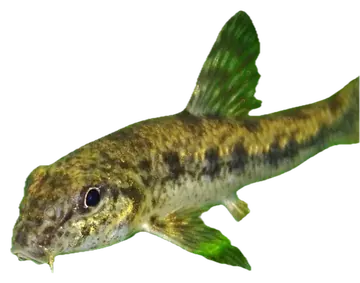 Chinese False Gudgeon, photographed on a transparent background
