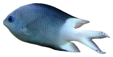 Spiny Chromis, gefotografeerd op een transparante achtergrond