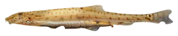 Acanthopsoides molobrion, gefotografeerd op een transparante achtergrond